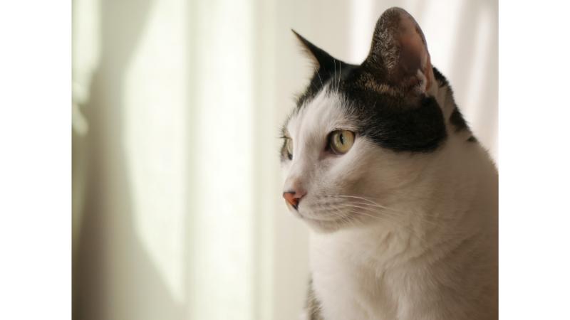 黄昏る猫