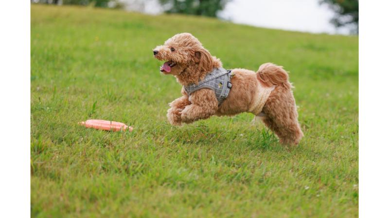 芝生の上でフリスビーを楽しむ茶色の犬
