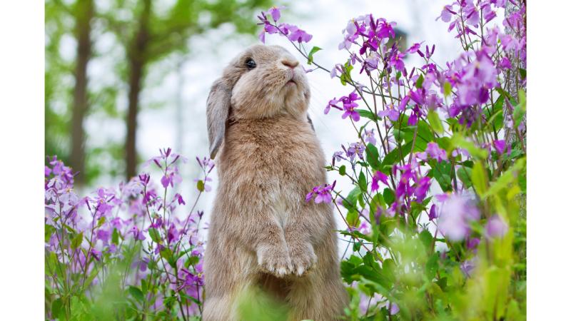 紫の花の間に立つうさぎ