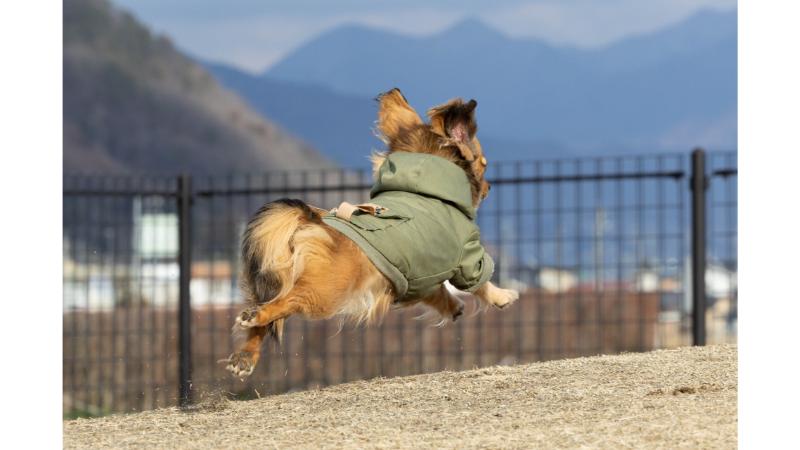 ドッグランを飛び跳ねる犬の後ろ姿