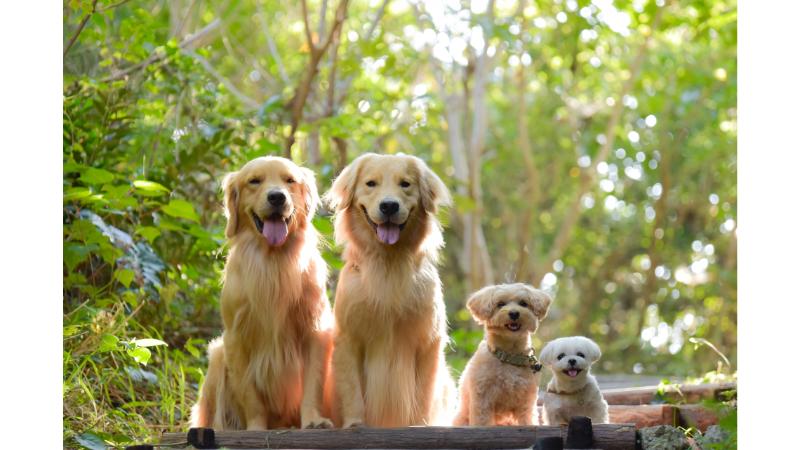 大型犬2匹と小型犬2匹