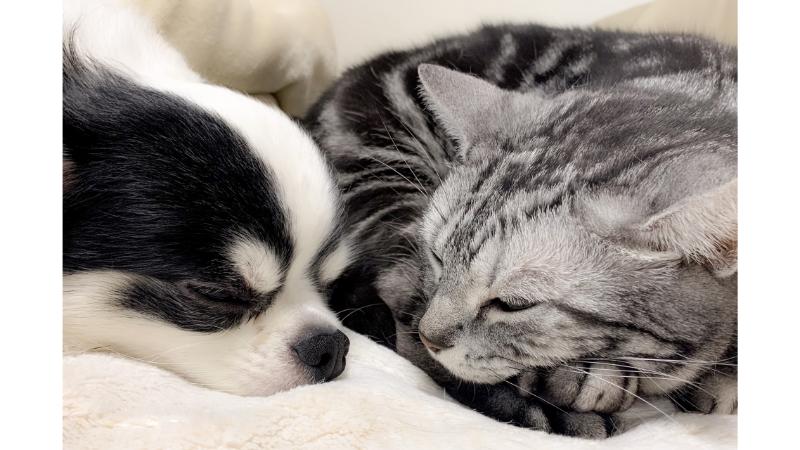 白黒模様の犬とグレーの猫