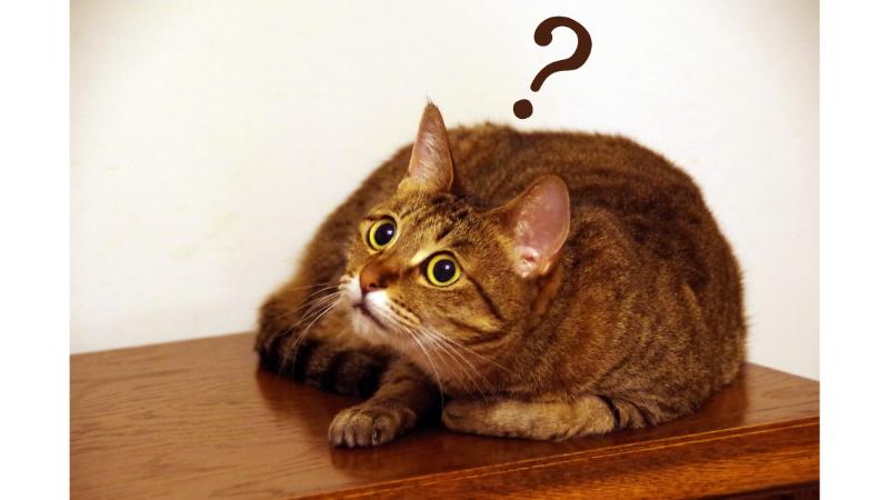 首をかしげる茶色の猫とハテナマーク