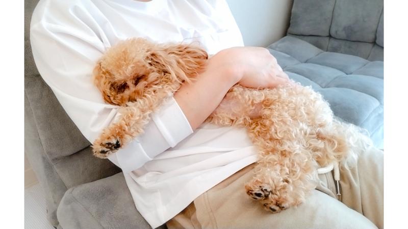 ソファーの上で抱かれて眠るトイプードル