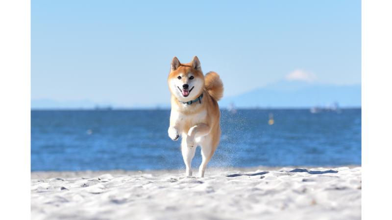 浜辺でこちらに駆け寄る柴犬