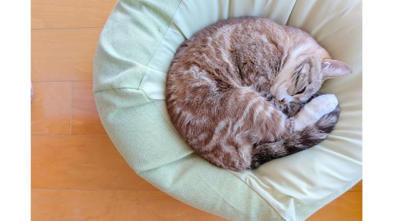 クッションの上で丸まって眠る猫