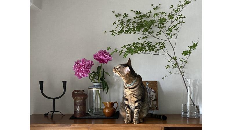 棚の上に登る猫と飾られたピンクの花と植物