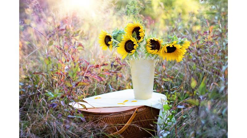 鉢に植えられた6本のひまわり
