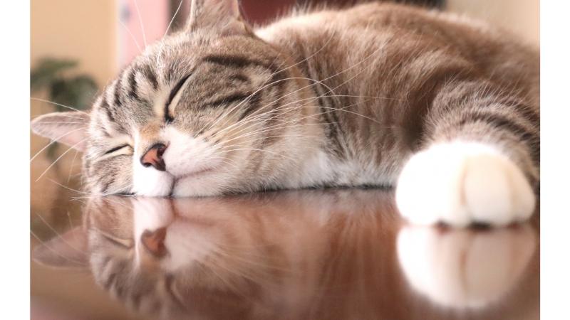 床に寝そべる猫
