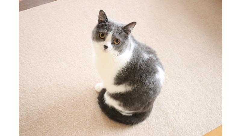 こちらを見つめるグレーと白の猫