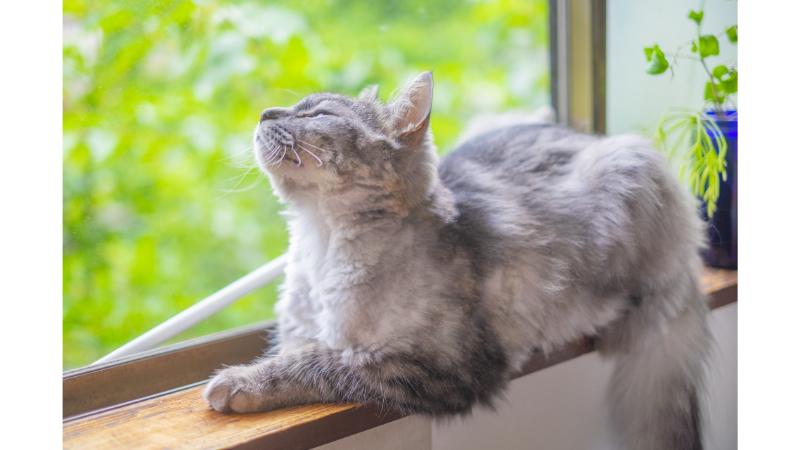 窓際に座り外を見つめる猫