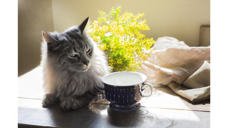 ミモザの花と猫とティーカップ