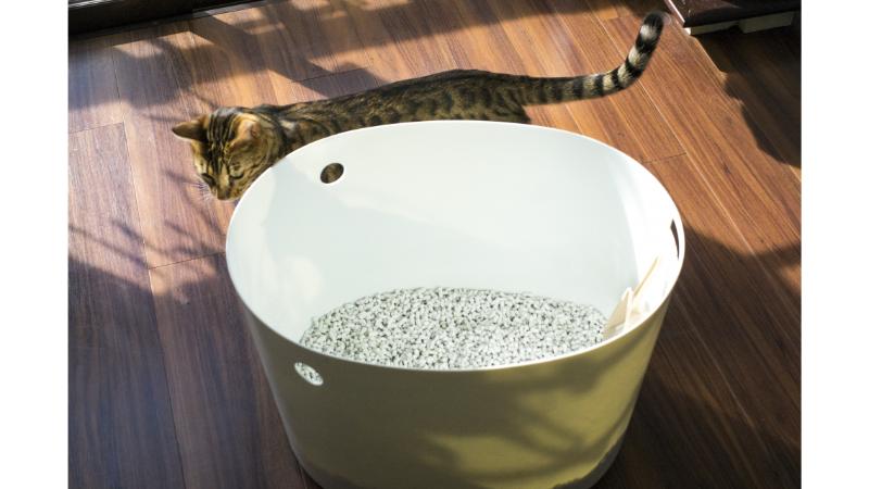 猫のトイレとベンガル猫