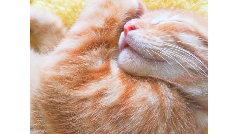 眠る茶色の子猫