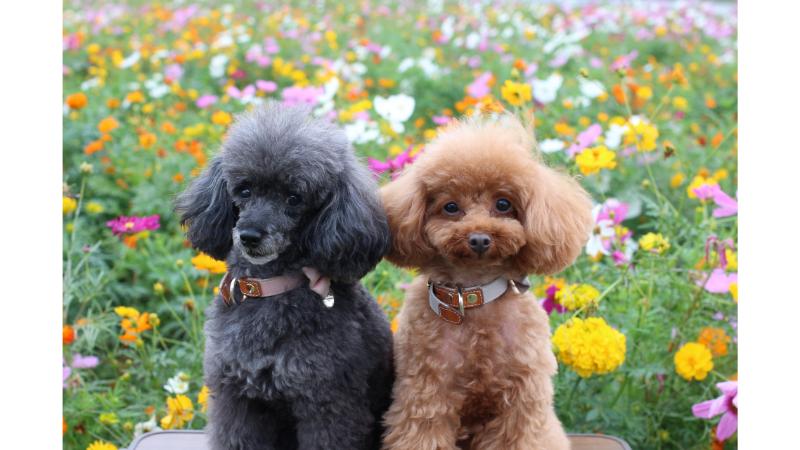 花壇の前に並ぶ黒と茶色のプードル