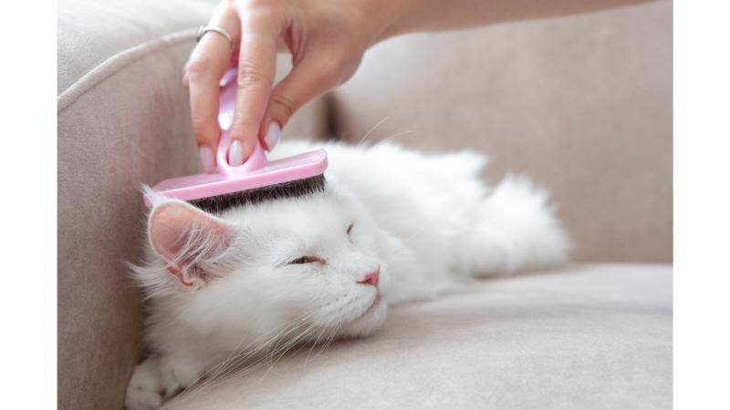 白い猫にブラッシングする女性の手