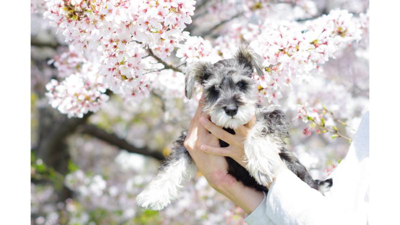 桜の木の前で抱き上げられるミニチュアシュナウザー