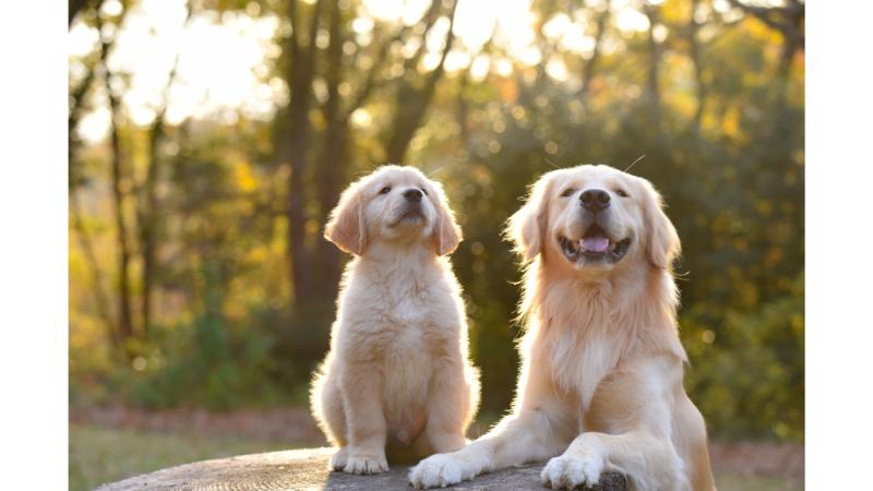 母犬の横に座り空を見上げるゴールデンレトリーバーの子犬
