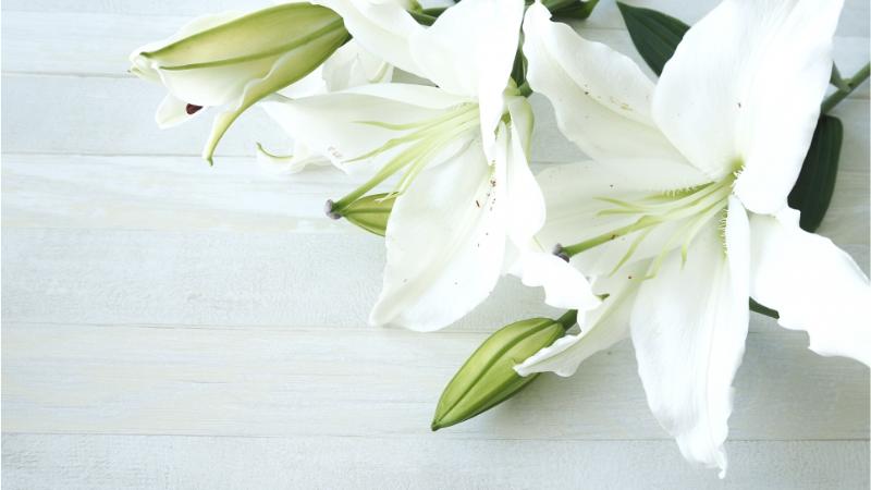 白い百合の花