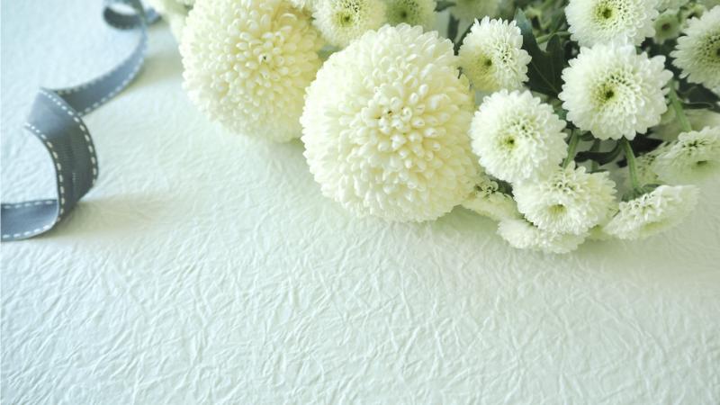 白い菊の花