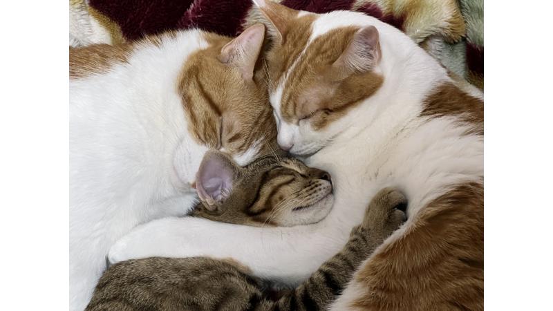 3匹の猫が寄り添って眠る様子