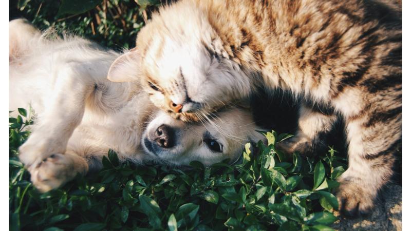 草の上で寝転びながら寄り添う犬と猫