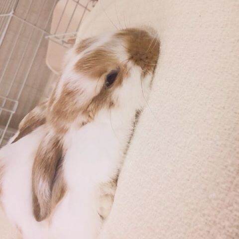 クッションの上で寝転ぶうさぎ