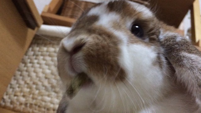 おやつを頬張るうさぎ