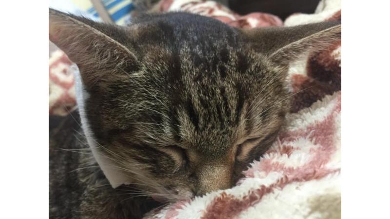 闘病中に眠るカルア