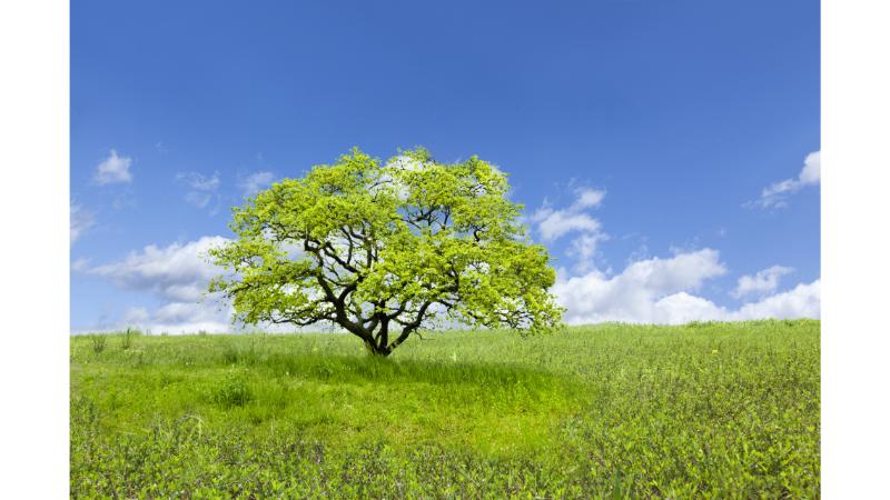 草原にたつ1本の大樹