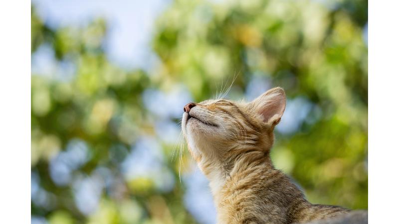 空を見上げる猫