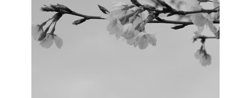 モノクロの桜