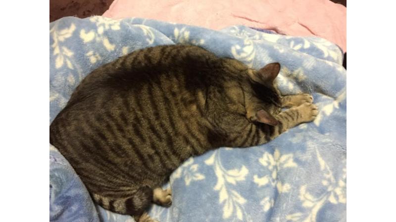 手を伸ばして寝る太っているカルア