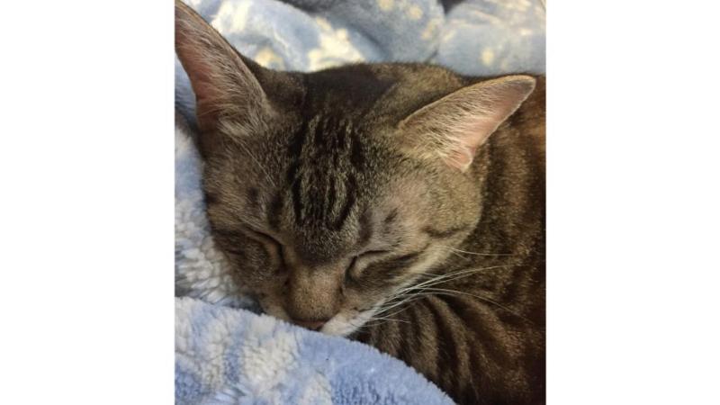毛布の上で眠るカルア
