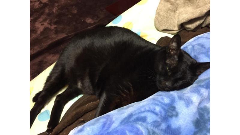 布団の上で寝る愛猫ジジ