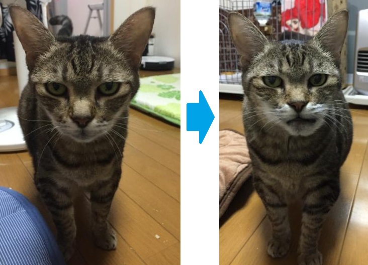 病気前のカルアと、病気が発覚した時の写真