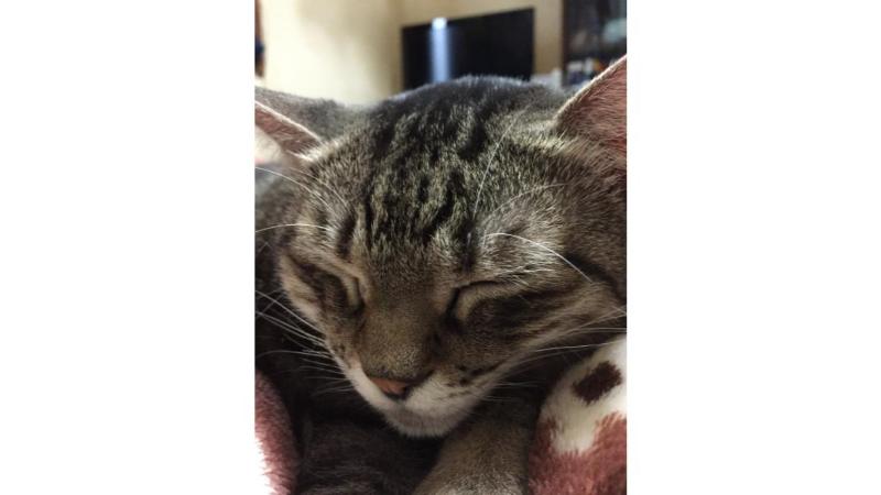 眠っているカルア