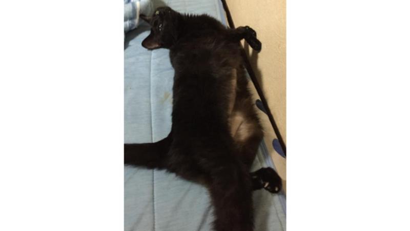 仰向けで寝ているキキ
