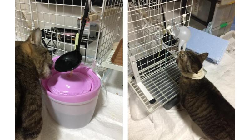カルアの為に作った、自動水飲み装置2個