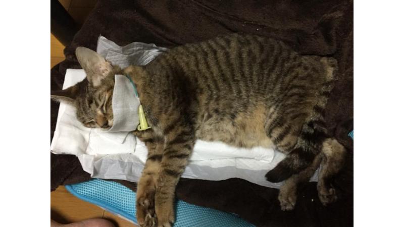 亡くなったあと自宅で安置していた愛猫カルア