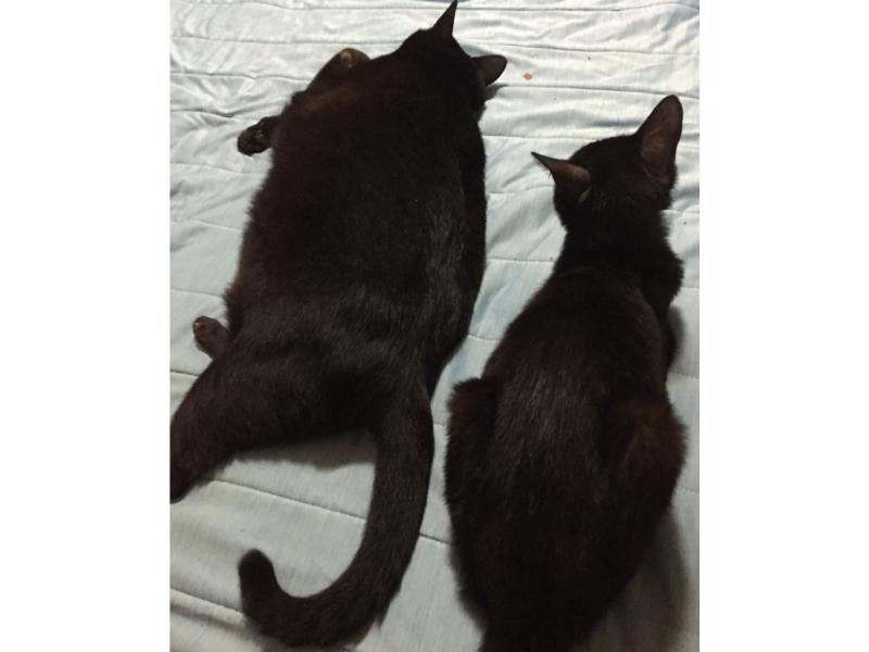 横たわる黒猫ジジ(左)と横に座るキキ(右)