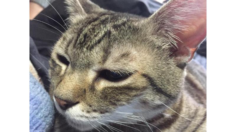 眠そうな顔のカルア