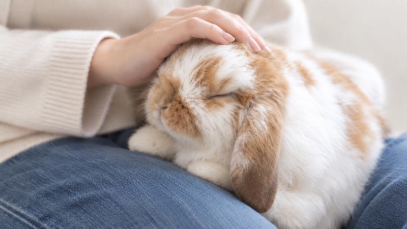 ひざの上でうさぎをなでる女性の手
