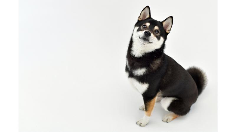 上を見上げる黒い柴犬の子犬