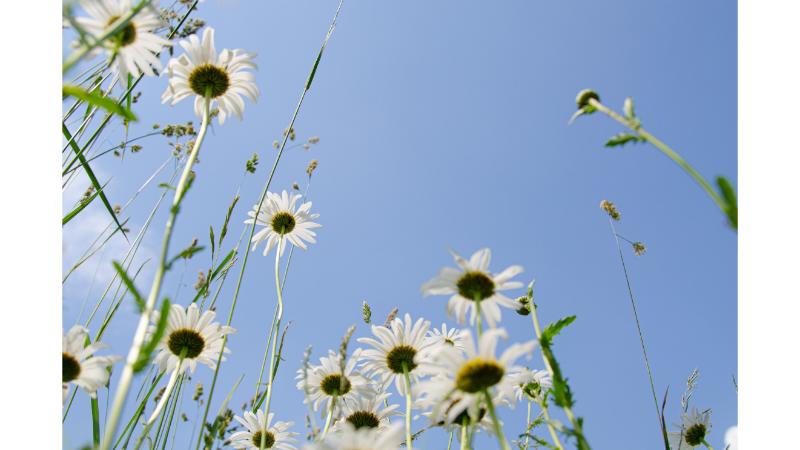 空に向かって咲く白い花