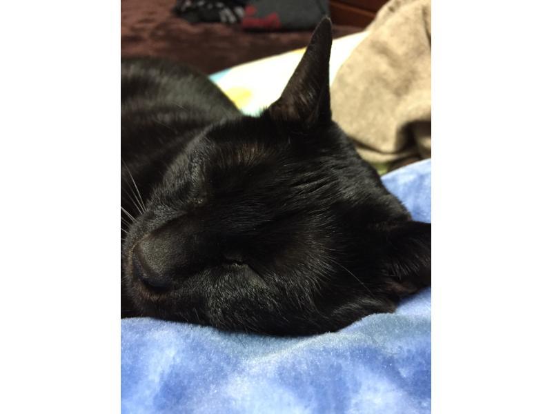 眠るジジの写真