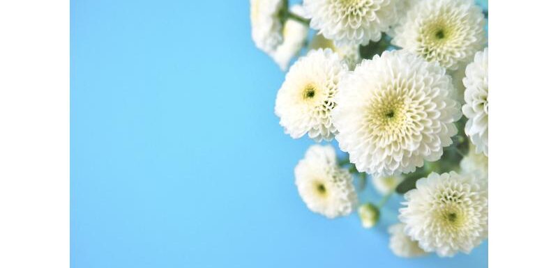水色の背景と白い菊の花