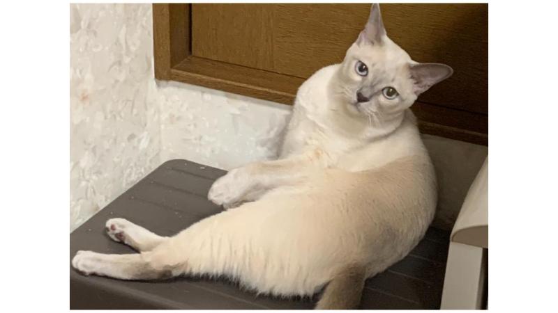 トンキニーズの「アクア」が座ってこちらを向いている写真