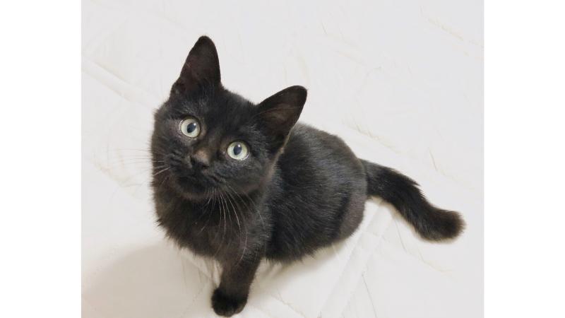 上を見上げる黒い子猫
